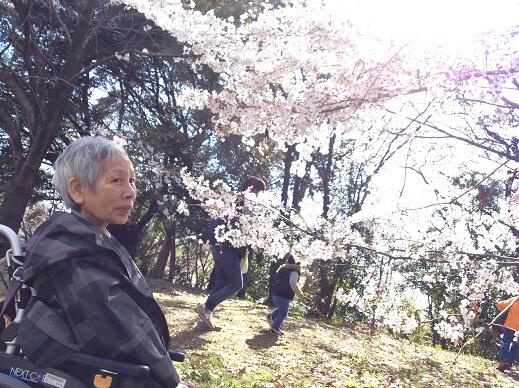 北村さんと桜２.JPG