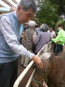 江古田の森にポニーがやってきた！？　写真１