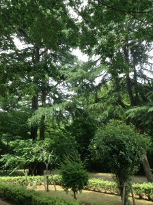 江古田の森写真1